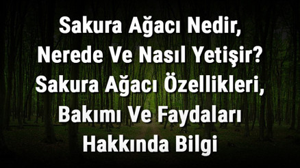 Sakura Ağacı Nedir, Nerede Ve Nasıl Yetişir Sakura Ağacı Özellikleri, Bakımı Ve Faydaları Hakkında Bilgi