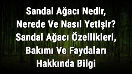 Sandal Ağacı Nedir, Nerede Ve Nasıl Yetişir Sandal Ağacı Özellikleri, Bakımı Ve Faydaları Hakkında Bilgi