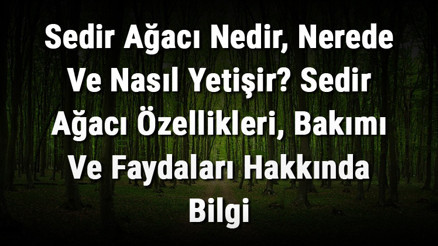 Sedir Ağacı Nedir, Nerede Ve Nasıl Yetişir Sedir Ağacı Özellikleri, Bakımı Ve Faydaları Hakkında Bilgi