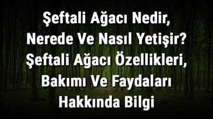 Şeftali Ağacı Nedir, Nerede Ve Nasıl Yetişir Şeftali Ağacı Özellikleri, Bakımı Ve Faydaları Hakkında Bilgi Şeftali Ağacı Nedir, Nerede Ve Nasıl Yetişir Şeftali Ağacı Özellikleri, Bakımı Ve Faydaları Hakkında Bilgi
