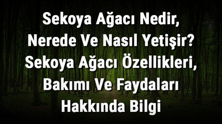Sekoya Ağacı Nedir, Nerede Ve Nasıl Yetişir Sekoya Ağacı Özellikleri, Bakımı Ve Faydaları Hakkında Bilgi Sekoya Ağacı Nedir, Nerede Ve Nasıl Yetişir Sekoya Ağacı Özellikleri, Bakımı Ve Faydaları Hakkında Bilgi