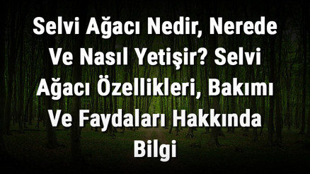 Selvi Ağacı Nedir, Nerede Ve Nasıl Yetişir Selvi Ağacı Özellikleri, Bakımı Ve Faydaları Hakkında Bilgi