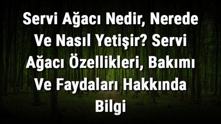 Servi Ağacı Nedir, Nerede Ve Nasıl Yetişir Servi Ağacı Özellikleri, Bakımı Ve Faydaları Hakkında Bilgi Servi Ağacı Nedir, Nerede Ve Nasıl Yetişir Servi Ağacı Özellikleri, Bakımı Ve Faydaları Hakkında Bilgi