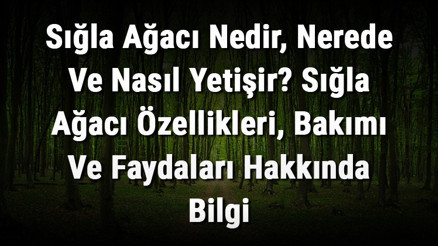 Sığla Ağacı Nedir, Nerede Ve Nasıl Yetişir Sığla Ağacı Özellikleri, Bakımı Ve Faydaları Hakkında Bilgi Sığla Ağacı Nedir, Nerede Ve Nasıl Yetişir Sığla Ağacı Özellikleri, Bakımı Ve Faydaları Hakkında Bilgi