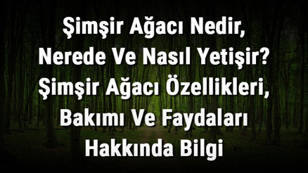 Şimşir Ağacı Nedir, Nerede Ve Nasıl Yetişir Şimşir Ağacı Özellikleri, Bakımı Ve Faydaları Hakkında Bilgi Şimşir Ağacı Nedir, Nerede Ve Nasıl Yetişir Şimşir Ağacı Özellikleri, Bakımı Ve Faydaları Hakkında Bilgi