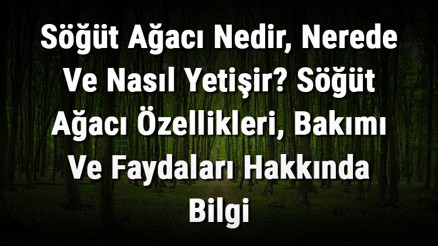 Söğüt Ağacı Nedir, Nerede Ve Nasıl Yetişir Söğüt Ağacı Özellikleri, Bakımı Ve Faydaları Hakkında Bilgi