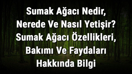 Sumak Ağacı Nedir, Nerede Ve Nasıl Yetişir Sumak Ağacı Özellikleri, Bakımı Ve Faydaları Hakkında Bilgi Sumak Ağacı Nedir, Nerede Ve Nasıl Yetişir Sumak Ağacı Özellikleri, Bakımı Ve Faydaları Hakkında Bilgi