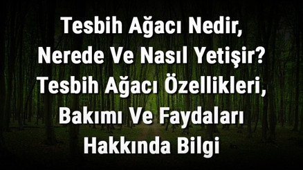 Tesbih Ağacı Nedir, Nerede Ve Nasıl Yetişir Tesbih Ağacı Özellikleri, Bakımı Ve Faydaları Hakkında Bilgi