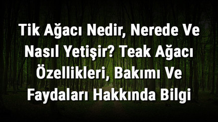 Tik Ağacı Nedir, Nerede Ve Nasıl Yetişir Teak Ağacı Özellikleri, Bakımı Ve Faydaları Hakkında Bilgi