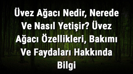 Üvez Ağacı Nedir, Nerede Ve Nasıl Yetişir Üvez Ağacı Özellikleri, Bakımı Ve Faydaları Hakkında Bilgi