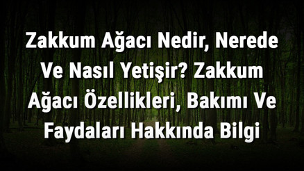 Zakkum Ağacı Nedir, Nerede Ve Nasıl Yetişir Zakkum Ağacı Özellikleri, Bakımı Ve Faydaları Hakkında Bilgi