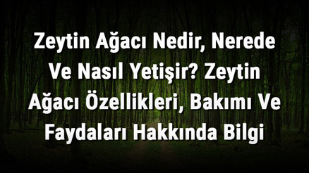Zeytin Ağacı Nedir, Nerede Ve Nasıl Yetişir Zeytin Ağacı Özellikleri, Bakımı Ve Faydaları Hakkında Bilgi