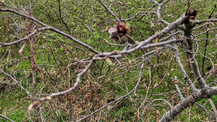 Fındık üreticisi zorda Yüzde 90a varan kayıp var