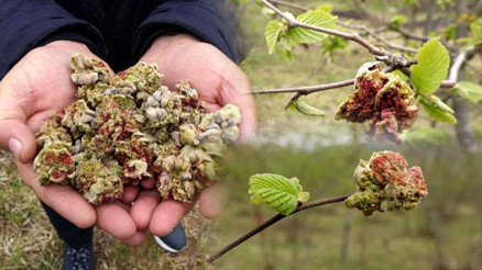 Doğu Karadenizde kozalak akarı alarmı Kilosuna 10 TL ödeme yapılıyor Doğu Karadenizde kozalak akarı alarmı Kilosuna 10 TL ödeme yapılıyor