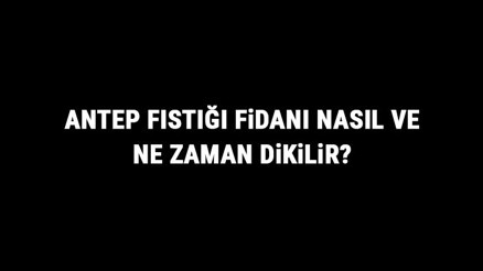 Antep Fıstığı Fidanı Nasıl Ve Ne Zaman Dikilir Antep Fıstığı Fidanı Yetiştirme, Bakımı Ve Fiyatları