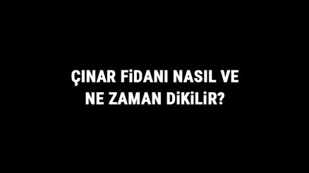Çınar Fidanı Nasıl Ve Ne Zaman Dikilir Çınar Fidanı Yetiştirme, Bakımı Ve Fiyatları