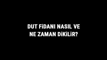 Dut Fidanı Nasıl Ve Ne Zaman Dikilir Dut Fidanı Yetiştirme, Bakımı Ve Fiyatları