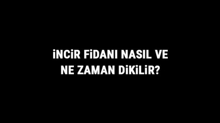 İncir Fidanı Nasıl Ve Ne Zaman Dikilir İncir Fidanı Yetiştirme, Bakımı Ve Fiyatları
