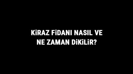 Kiraz Fidanı Nasıl Ve Ne Zaman Dikilir Kiraz Fidanı Yetiştirme, Bakımı Ve Fiyatları