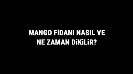 Mango Fidanı Nasıl Ve Ne Zaman Dikilir Mango Fidanı Yetiştirme, Bakımı Ve Fiyatları
