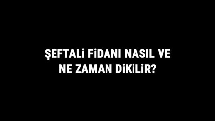 Şeftali Fidanı Nasıl Ve Ne Zaman Dikilir Şeftali Fidanı Yetiştirme, Bakımı Ve Fiyatları