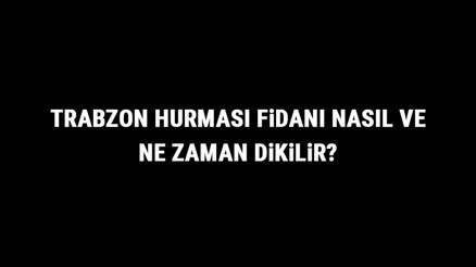 Trabzon Hurması Fidanı Nasıl Ve Ne Zaman Dikilir Trabzon Hurması Fidanı Yetiştirme, Bakımı Ve Fiyatları