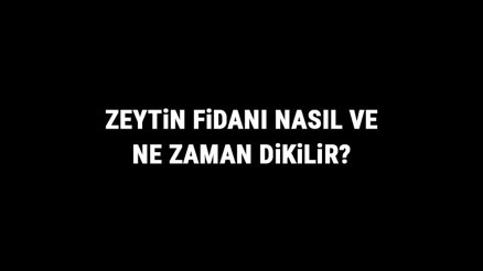 Zeytin Fidanı Nasıl Ve Ne Zaman Dikilir Zeytin Fidanı Yetiştirme, Bakımı Ve Fiyatları