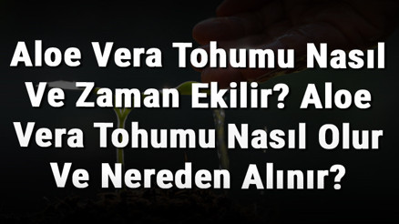 Aloe Vera Tohumu Nasıl Ve Zaman Ekilir Aloe Vera Tohumu Nasıl Olur Ve Nereden Alınır