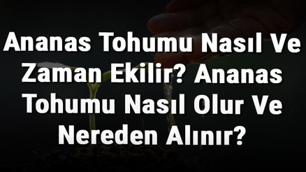 Ananas Tohumu Nasıl Ve Zaman Ekilir Ananas Tohumu Nasıl Olur Ve Nereden Alınır