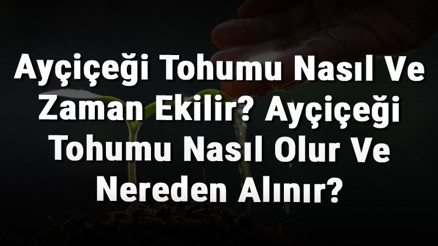Ayçiçeği Tohumu Nasıl Ve Zaman Ekilir Ayçiçeği Tohumu Nasıl Olur Ve Nereden Alınır
