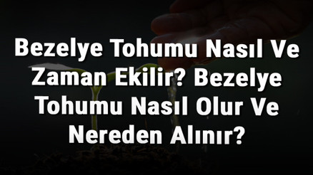 Bezelye Tohumu Nasıl Ve Zaman Ekilir Bezelye Tohumu Nasıl Olur Ve Nereden Alınır