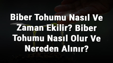 Biber Tohumu Nasıl Ve Zaman Ekilir Biber Tohumu Nasıl Olur Ve Nereden Alınır
