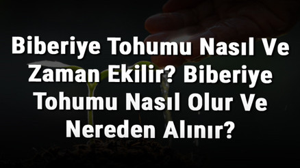 Biberiye Tohumu Nasıl Ve Zaman Ekilir Biberiye Tohumu Nasıl Olur Ve Nereden Alınır
