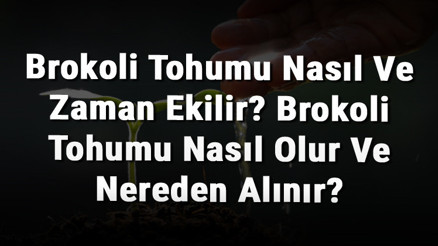 Brokoli Tohumu Nasıl Ve Zaman Ekilir Brokoli Tohumu Nasıl Olur Ve Nereden Alınır