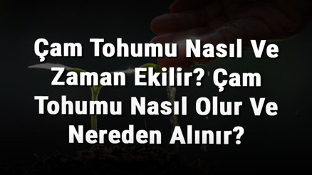 Çam Tohumu Nasıl Ve Zaman Ekilir Çam Tohumu Nasıl Olur Ve Nereden Alınır