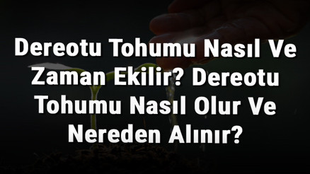 Dereotu Tohumu Nasıl Ve Zaman Ekilir Dereotu Tohumu Nasıl Olur Ve Nereden Alınır