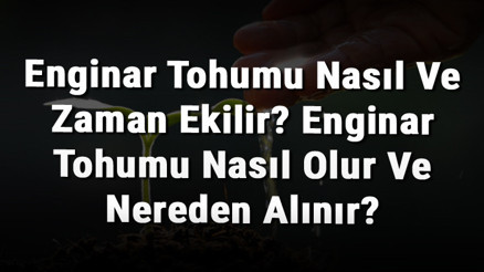 Enginar Tohumu Nasıl Ve Zaman Ekilir Enginar Tohumu Nasıl Olur Ve Nereden Alınır