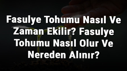 Fasulye Tohumu Nasıl Ve Zaman Ekilir Fasulye Tohumu Nasıl Olur Ve Nereden Alınır