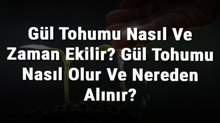 Gül Tohumu Nasıl Ve Zaman Ekilir Gül Tohumu Nasıl Olur Ve Nereden Alınır