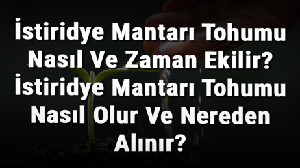 İstiridye Mantarı Tohumu Nasıl Ve Zaman Ekilir İstiridye Mantarı Tohumu Nasıl Olur Ve Nereden Alınır