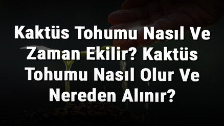 Kaktüs Tohumu Nasıl Ve Zaman Ekilir Kaktüs Tohumu Nasıl Olur Ve Nereden Alınır Kaktüs Tohumu Nasıl Ve Zaman Ekilir Kaktüs Tohumu Nasıl Olur Ve Nereden Alınır