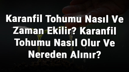 Karanfil Tohumu Nasıl Ve Zaman Ekilir Karanfil Tohumu Nasıl Olur Ve Nereden Alınır Karanfil Tohumu Nasıl Ve Zaman Ekilir Karanfil Tohumu Nasıl Olur Ve Nereden Alınır