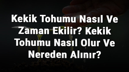 Kekik Tohumu Nasıl Ve Zaman Ekilir Kekik Tohumu Nasıl Olur Ve Nereden Alınır