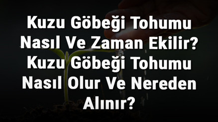 Kuzu Göbeği Tohumu Nasıl Ve Zaman Ekilir Kuzu Göbeği Tohumu Nasıl Olur Ve Nereden Alınır
