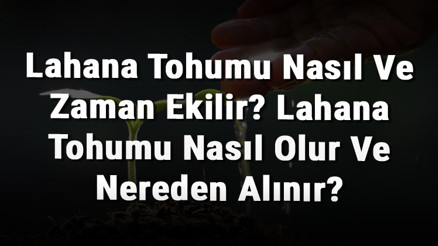 Lahana Tohumu Nasıl Ve Zaman Ekilir Lahana Tohumu Nasıl Olur Ve Nereden Alınır