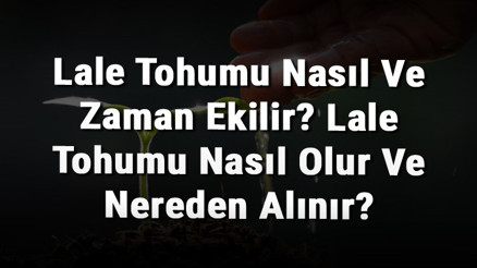 Lale Tohumu Nasıl Ve Zaman Ekilir Lale Tohumu Nasıl Olur Ve Nereden Alınır
