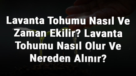 Lavanta Tohumu Nasıl Ve Zaman Ekilir Lavanta Tohumu Nasıl Olur Ve Nereden Alınır