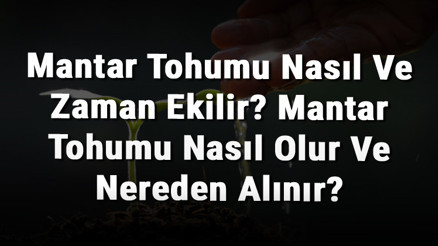 Mantar Tohumu Nasıl Ve Zaman Ekilir Mantar Tohumu Nasıl Olur Ve Nereden Alınır Mantar Tohumu Nasıl Ve Zaman Ekilir Mantar Tohumu Nasıl Olur Ve Nereden Alınır