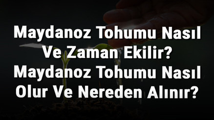 Maydonoz Tohumu Nasıl Ve Zaman Ekilir Maydonoz Tohumu Nasıl Olur Ve Nereden Alınır