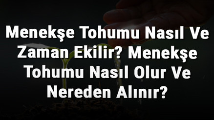 Menekşe Tohumu Nasıl Ve Zaman Ekilir Menekşe Tohumu Nasıl Olur Ve Nereden Alınır Menekşe Tohumu Nasıl Ve Zaman Ekilir Menekşe Tohumu Nasıl Olur Ve Nereden Alınır